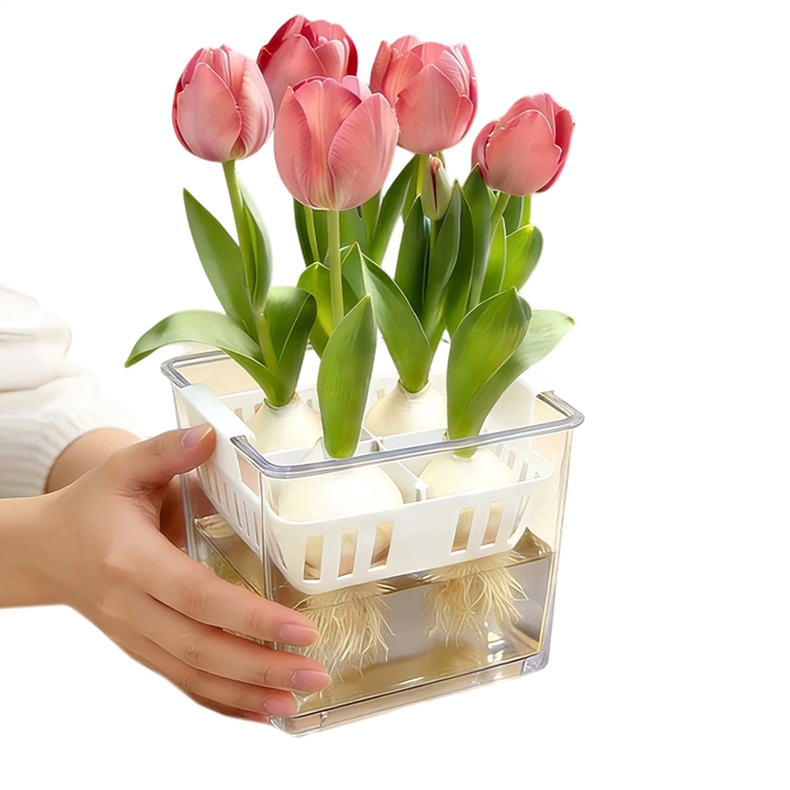 4칸 수경재배 묘목 화분 플랜터 용기 투명 튤립 화분  - Net Pot 3 Inch 리뷰 및 가격