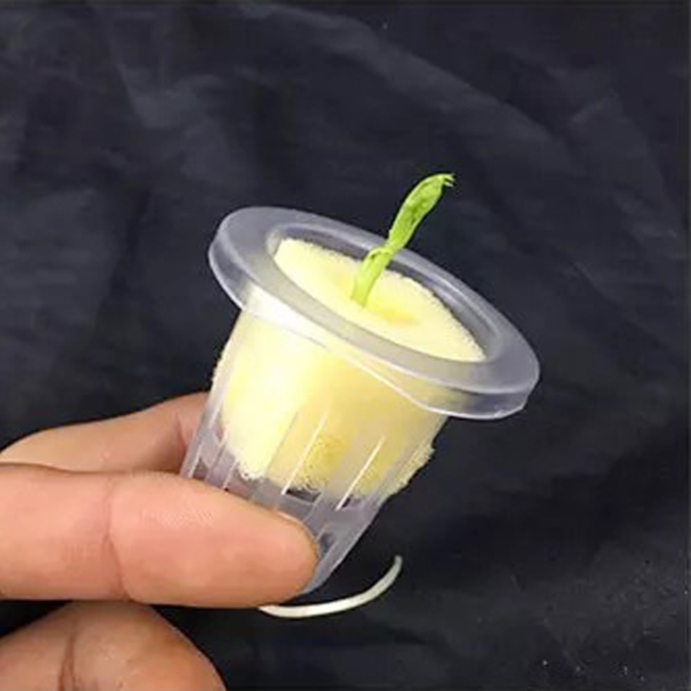 10개입 수경재배 메쉬컵 정원 에어로포닉 채소 묘목 화 - Net Pot 3 Inch 리뷰 및 가격
